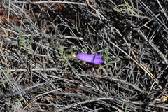 Eremophila gilesii