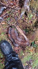Fomitopsis hemitephra