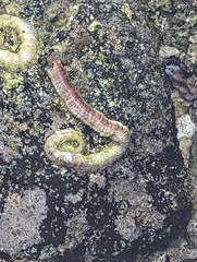 Thylacodes variabilis