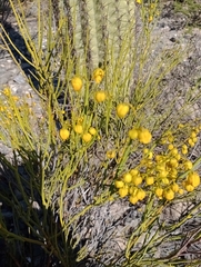 Senna aphylla