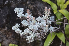 Crossostephium chinense