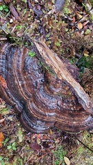 Fomitopsis hemitephra