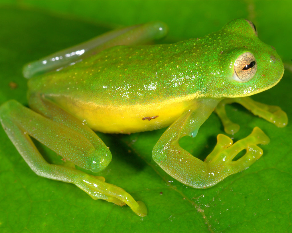 Sabin's Glassfrog
