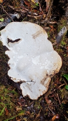 Fomitopsis hemitephra