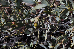 Santalum spicatum