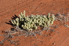 Atriplex codonocarpa