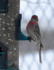 Haemorhous mexicanus