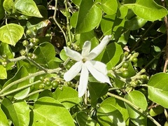 Jasminum fluminense