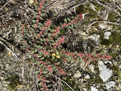 Euphorbia conferta