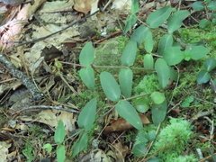 Stellaria pubera