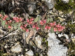 Euphorbia conferta