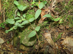 Stellaria pubera