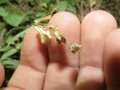 Stellaria pubera