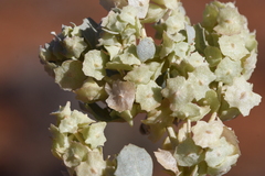 Atriplex codonocarpa