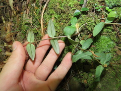 Stellaria pubera