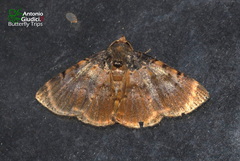 Diomea lignicolora