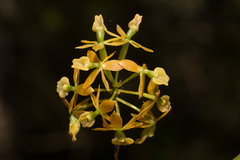 Epidendrum amphistomum