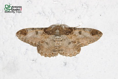 Amraica recursaria