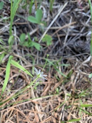 Stellaria longifolia