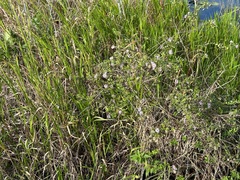 Ampelaster carolinianus