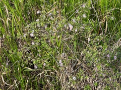 Ampelaster carolinianus