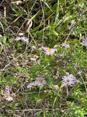 Ampelaster carolinianus