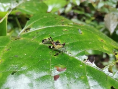 Erucius