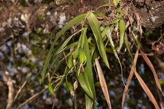 Prosthechea cochleata