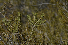 Melaleuca apostiba