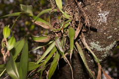Prosthechea cochleata