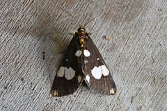 Radinocera maculosus