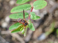 Eumenes smithii