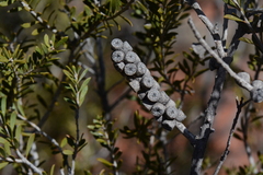 Melaleuca apostiba