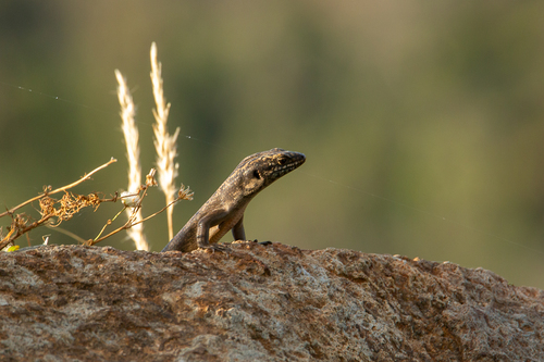 Kaputar Rock Skink, Egernia roomi