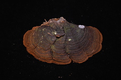 Porodaedalea