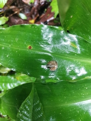 Trochomorpha