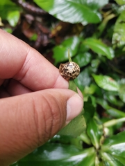 Trochomorpha