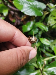 Trochomorpha