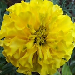 Tagetes erecta