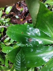 Trochomorpha