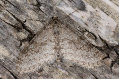 Trichopteryx carpinata