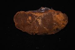 Porodaedalea