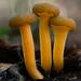 潤滑錘舌菌 - Photo (c) Alan Rockefeller，保留部份權利CC BY-SA