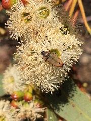 Castiarina gardnerae