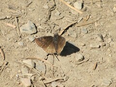 Erynnis persius