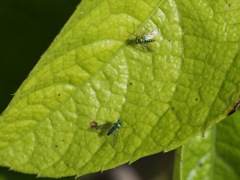 Condylostylus graenicheri