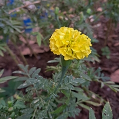 Tagetes erecta