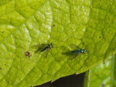 Condylostylus graenicheri