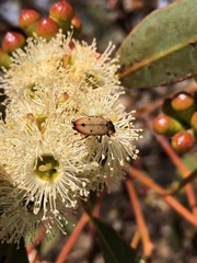 Castiarina gardnerae