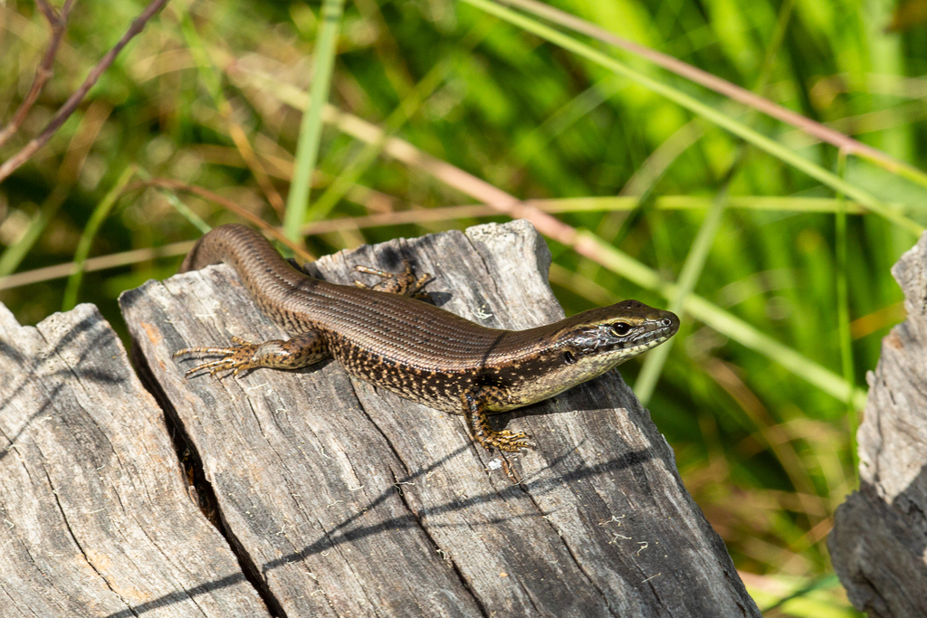 Eastern Water-skink